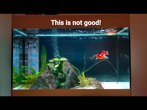 GOLDFISH FIGHTING - We had to separate them!