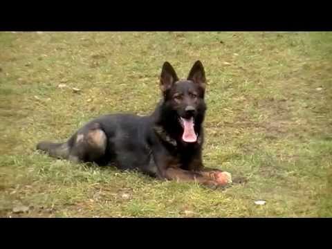 Enriko Suché Lazce -  trénink - B