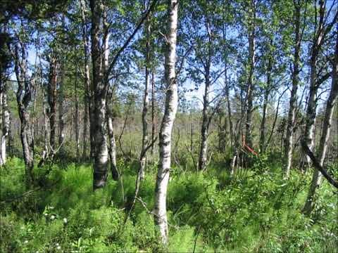 Podcast 2021 nro 6  - taimikonhoidon sielunelämää