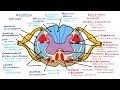 Ascending And Descending Spinal Cord Tracts Made Easy