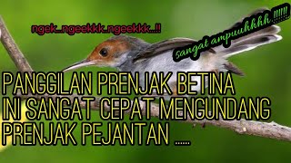 Download lagu SUARA PANGGILAN PRENJAK BETINA MEMANCING BIRAHI PRENJAK JANTAN mp3