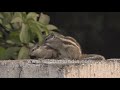 Cute Baby Squirrel Gets Groomed By Mother Squirrel Grooming Lessons In Close Up