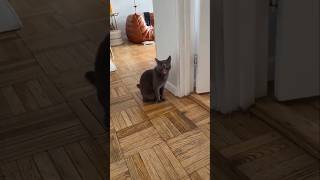 #cat #cute #catvideo #cutecat #funnyvideo