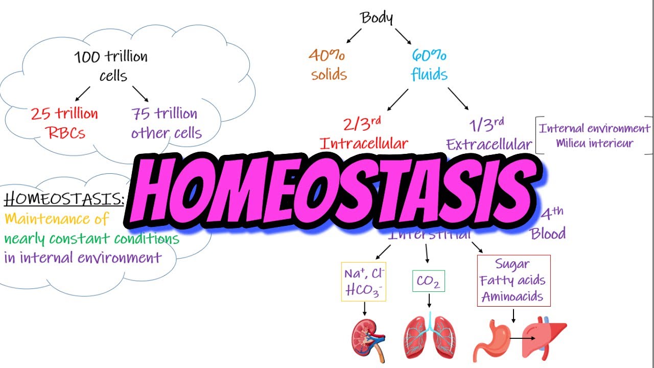 Homeostasis. Chapter 1 part 1. Guyton and Hall Physiology.