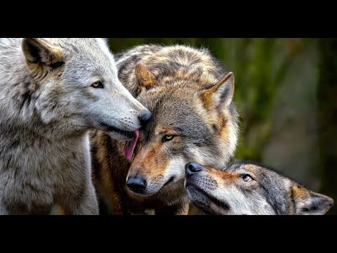 Született vadászok | 4. Farkasok és sakálok (Teljes Film | 1080p)