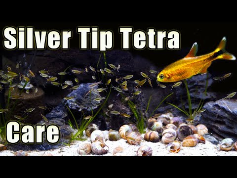 A Hardy Tetra! Silver Tip Tetra Care and Breeding
