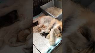 Download lagu Perjuangan Induk Kucing Melahirkan 😍 #cat #kucinglucu #kitten #anakkucing mp3