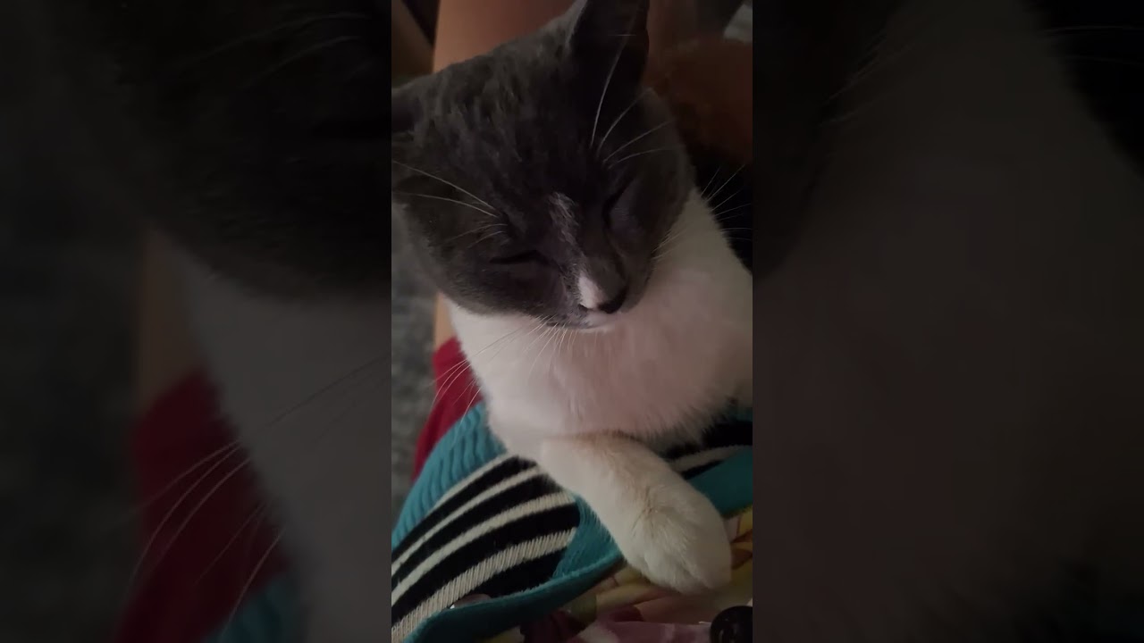 Gato raça SRD-ViraLata idade 1 ano nome Nina