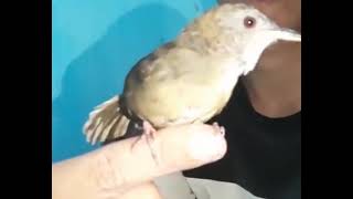 Download lagu pancing burung wambi mini jantan, pake suara wambi mini betina gacor mp3