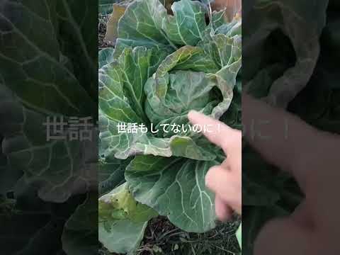 雨キャベツ、一般的な雨キャベツ 植物
