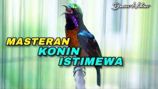 Download lagu KOMPILASI MEWAH MATERI KONIN GACOR FULL ISIAN TAJAM BREN CIBLEK - ZIPER COCOK BUAT MASTERING BURUNG mp3