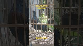 Download lagu Suara Pikat Ayam Hutan Hijau | Dijamin Nyaut #ayamhutan #ayamhutanhijau #pikat mp3 Download lagu Suara Pikat Ayam Hutan Hijau | Dijamin Nyaut #ayamhutan #ayamhutanhijau #pikat mp3