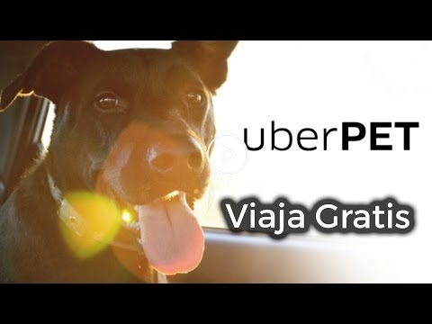 download lagu mp3 mp4 Uber Pet 2019, download lagu Uber Pet 2019 gratis, unduh video klip Uber Pet 2019