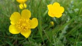 Crazy Game by The Indigo Girls