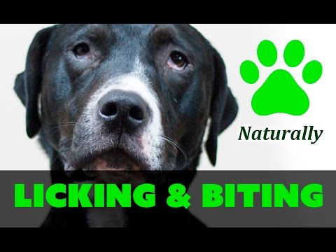 How to STOP your dog from LICKING and BITING PAWS Naturally!
