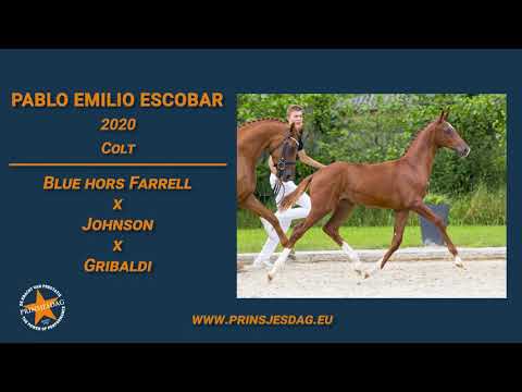 Pablo Emilio Escobar (Blue Hors Farrell x Johnson) – www.prinsjesdag.eu