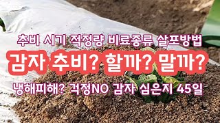 감자 추비 주는방법 주는시기 [감자재배방법]