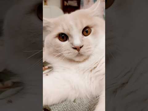 Ankhein teri itni hasi 😭😽❤️🤌🏻#mylo #ifrah #trending #ifrahkamylo #cat