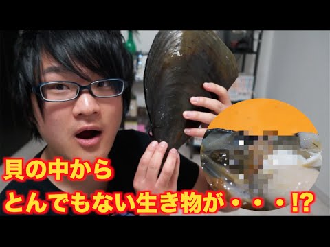 超巨大貝さばいたら中から謎の生き物が・・・