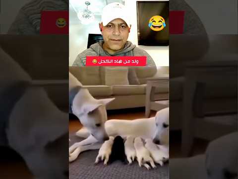 ضحكني هاد الكلب الكحل 😂