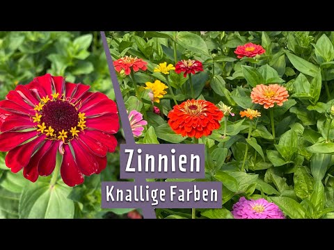Zinnien: Knallige Farben für bunte Sträuße | MDR Garten