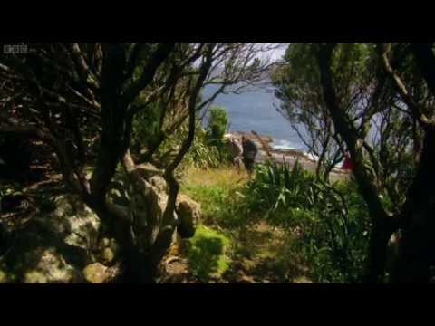 Last Chance to See 5   Kakapo 2009