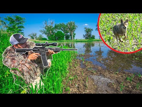 Coyote Hunting My FLOODED FARM!!! (Close Range) Video