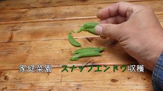 【何も無い日常系VLOG】お庭のVLOG　＃４