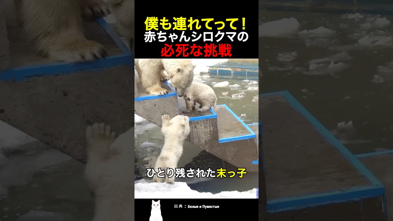僕も連れてって！赤ちゃんシロクマの必死な挑戦