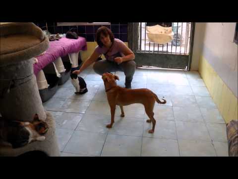 Visiting the cats with Jacinta