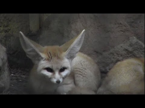 7 "cugini" della volpe - 7 foxes