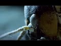 The Insect That Freezes To Survive Nature S Biggest Beasts BBC Earth
