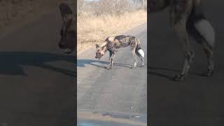 Download lagu Wild Dogs Make This Noise... mp3