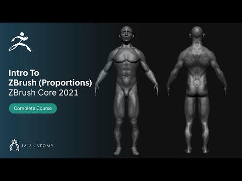 Intro to ZBrush - Proportion Check(ZBrushCore) Male Anatomy