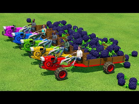 LOAD AND TRANSPORT BLACKBERRYS WITH RIGITRAC TRACTORS - Farming Simulator 22