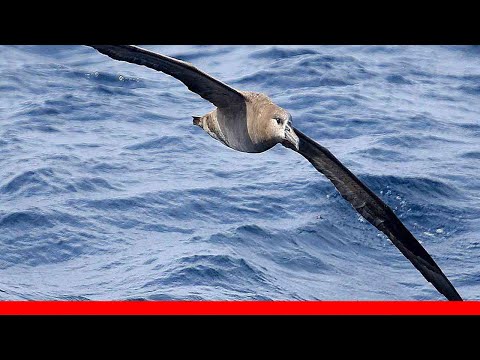 Types Of Seabirds 🛋️