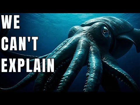 We Were Wrong About The Colossal Squid