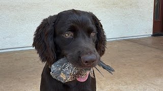 From Bumpers to Birds 🐦 | Knox’s Force Fetch Put to the Test