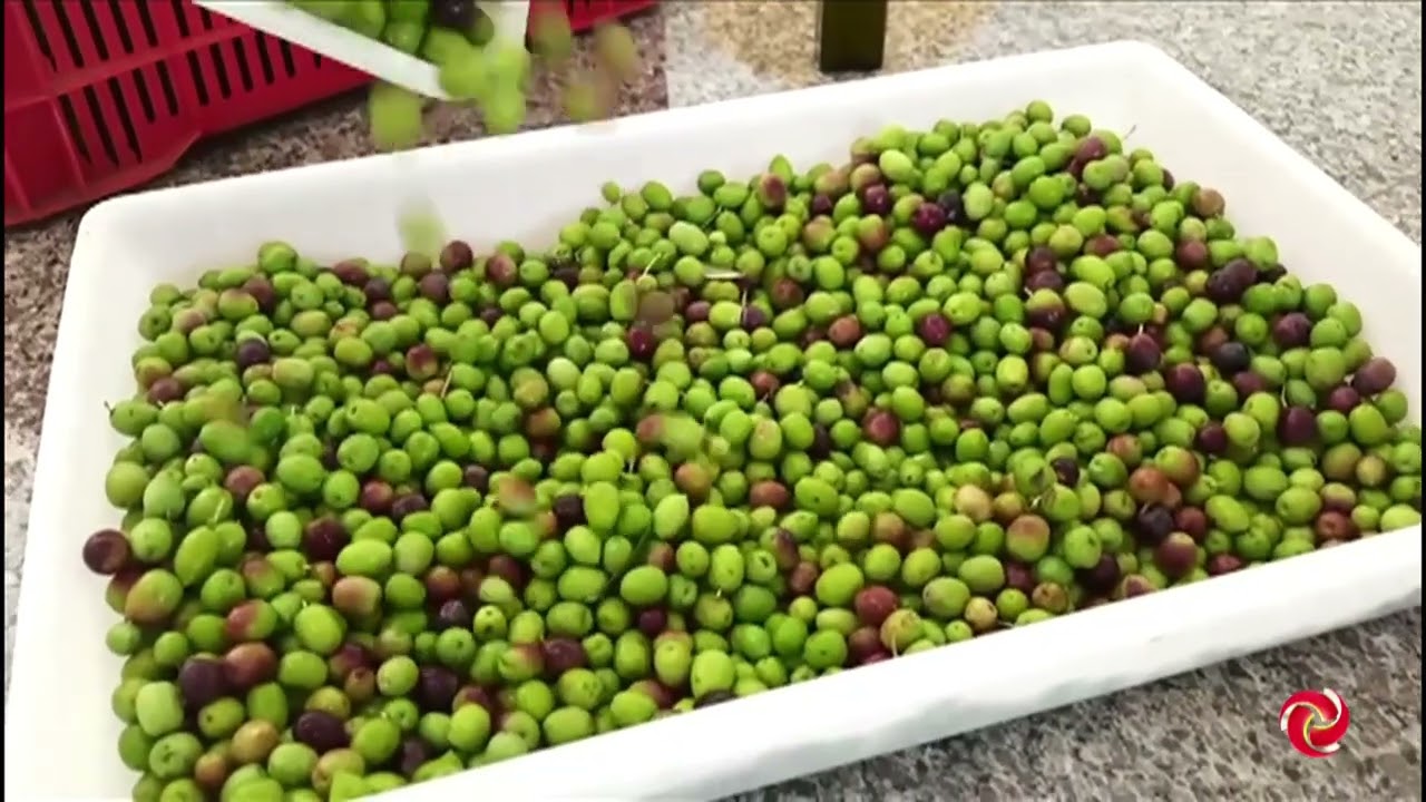Especialistas esperam safra recorde de azeitonas na Serra da Mantiqueira