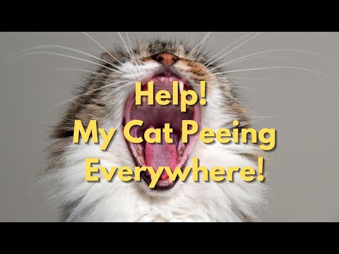 Help! My Cat Is Peeing Everywhere!