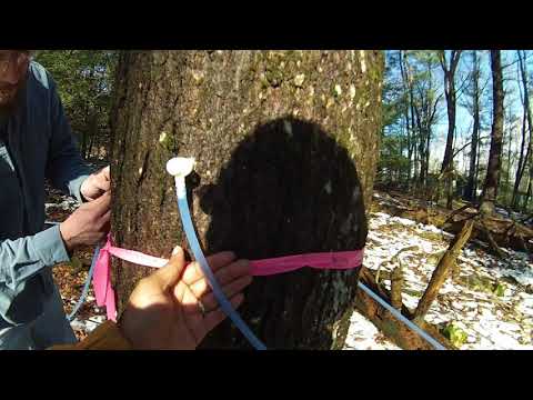 Tapping our Maple Trees for the 2018 Maple Syrup Season
