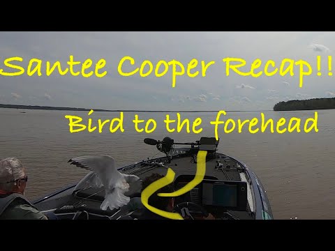 Santee Cooper recap: Bassmaster Elite Series March 2022