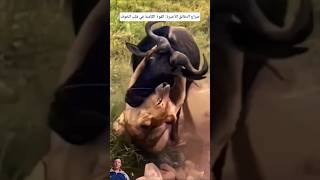 صراع الدقائق الأخيرة: القوة الكامنة فيقلب الخوف!💥🦁#shorts