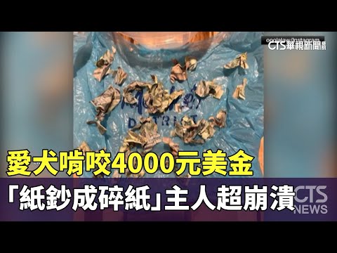 愛犬啃咬4000元美金　「紙鈔成碎紙」主人超崩潰