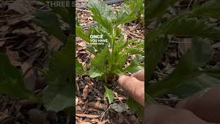 Download lagu Pinching helps create bushier dahlias and more branching, which means more blooms! #flowers mp3 Download lagu Pinching helps create bushier dahlias and more branching, which means more blooms! #flowers mp3