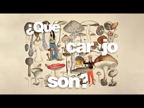 FUNGI: neither plants nor animals