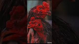 Download lagu SABUNG AYAM JAGO PESAN TERAKHIR UNTUK JURAGAN || SEDIH #sabungayam #ayamjago #viral mp3