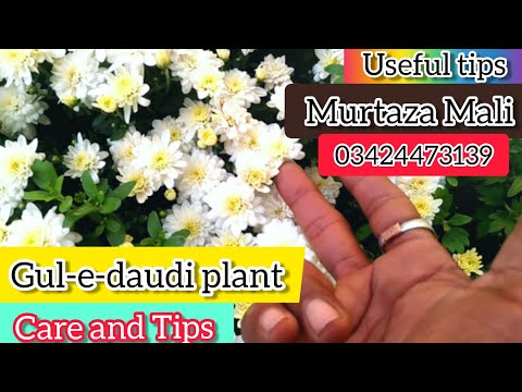 Guledaudi plant ki care and grow tips with murtaza mali || how to care and tips of guledaudi plant