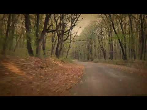 Toamna în Pădure la Niculițel, Tulcea