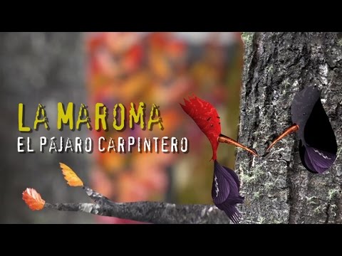 El Pájaro Carpintero - La Maroma Bariloche- música para niños